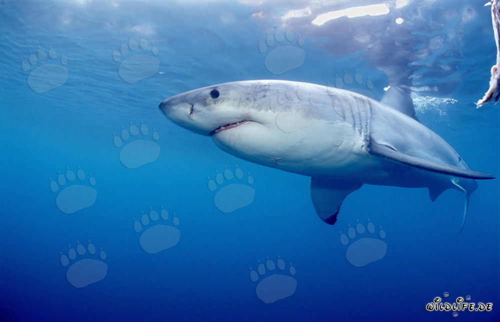 Great White Shark near Dyer Island in South Africa