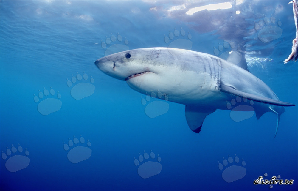 Tiburón blanco frente a la isla de Dyer en Sudáfrica