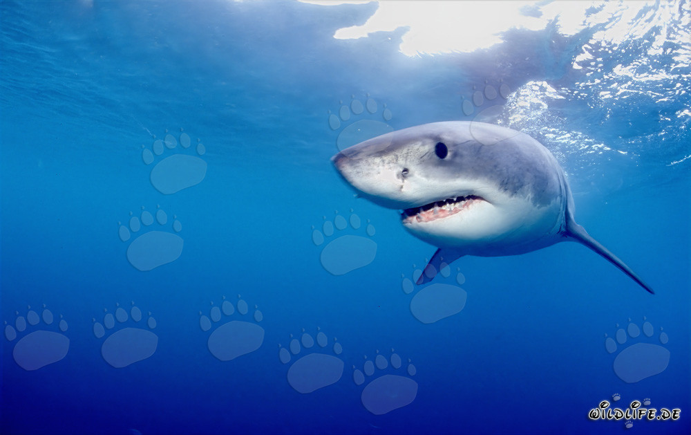 Mystérieux habitant des mers : le grand requin blanc