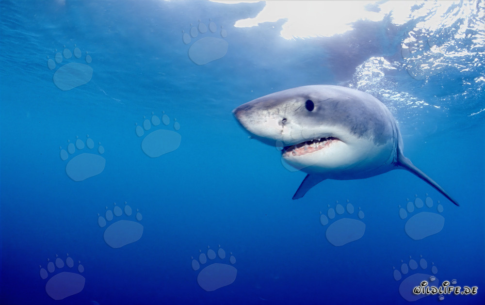 Mysterious Sea Creature: The Great White Shark