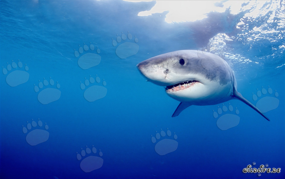 Misterioso abitante marino: lo squalo bianco