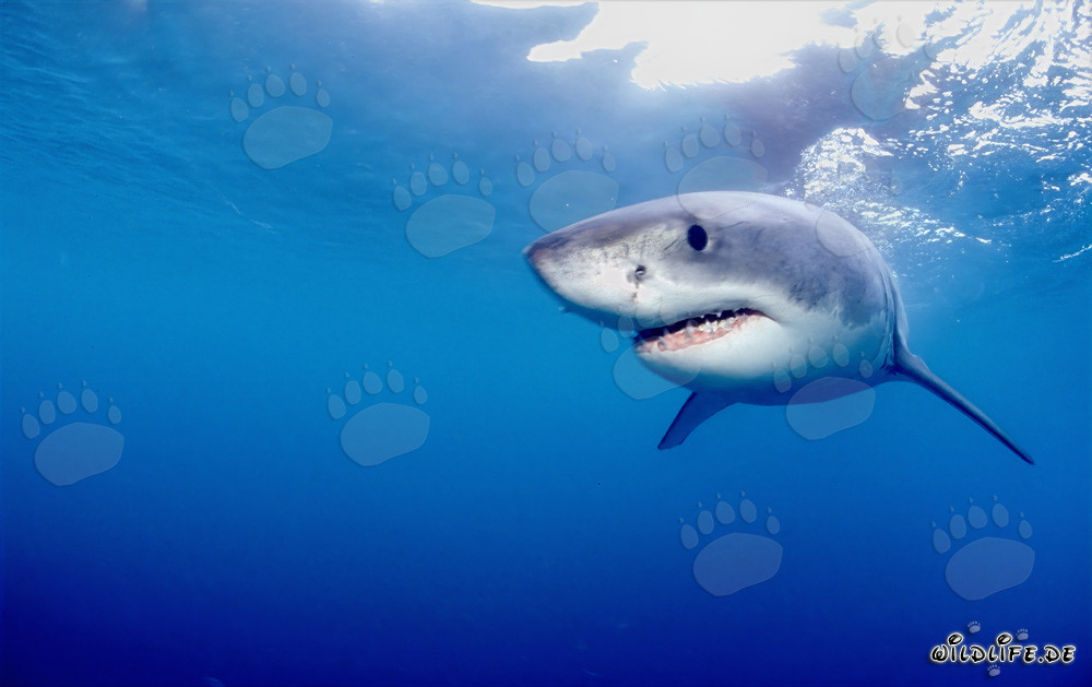Misterioso habitante del mar: el tiburón blanco