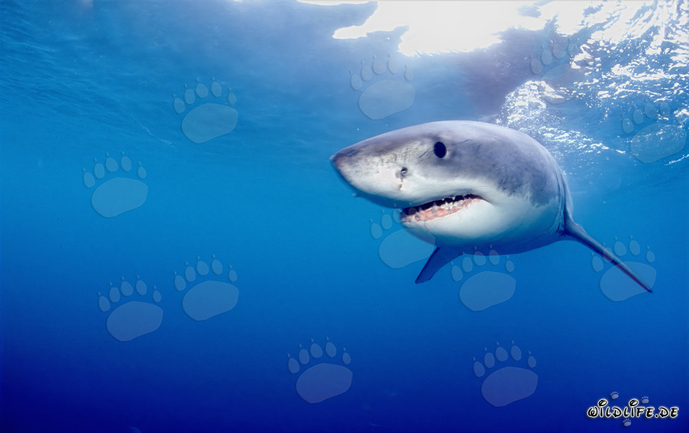 Rätselhafter Meeresbewohner: Der Weiße Hai