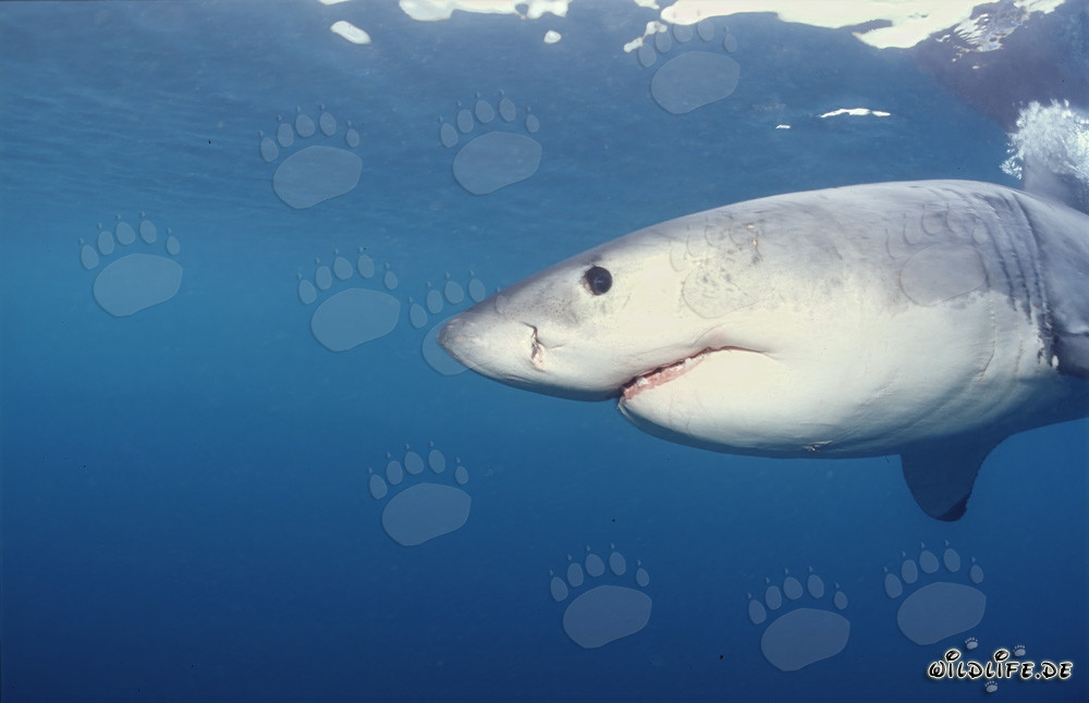 Impresionante Gran Tiburón Blanco frente a la costa de Gansbaai