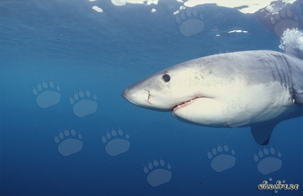 Grand Requin Blanc impressionnant au large de Gansbaai