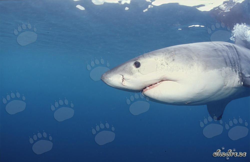 Imponente Squalo Bianco al largo di Gansbaai