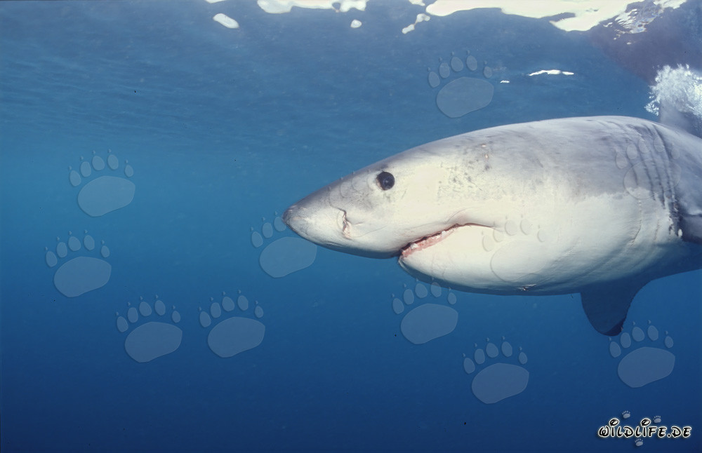 Imposanter Weißer Hai vor der Küste von Gansbaai