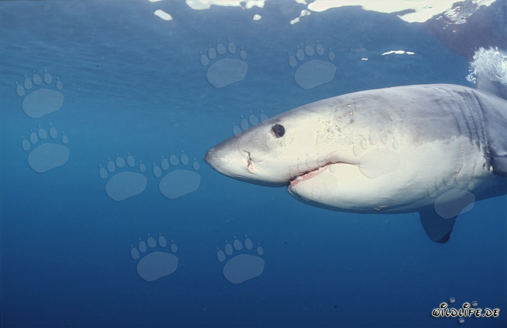 Impressive Great White Shark off the Coast of Gansbaai