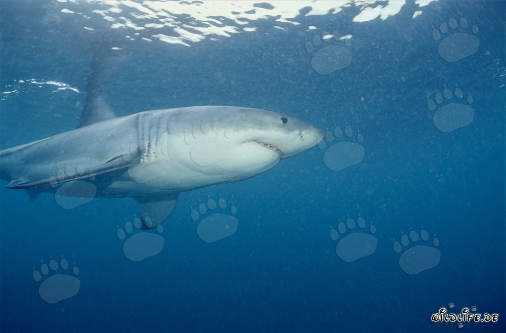 The Great White Shark in the seals area