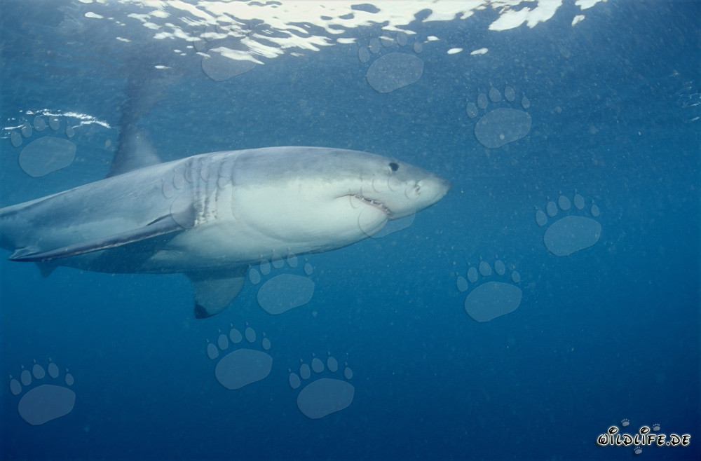 Le grand requin blanc dans la région des phoques