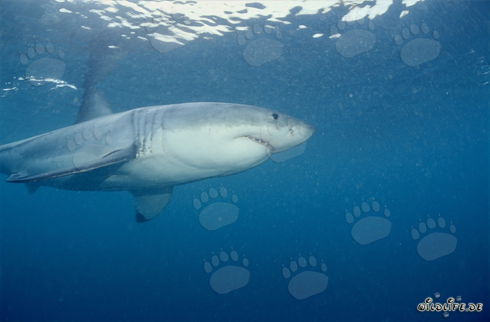 Il grande squalo bianco nella zona delle foche