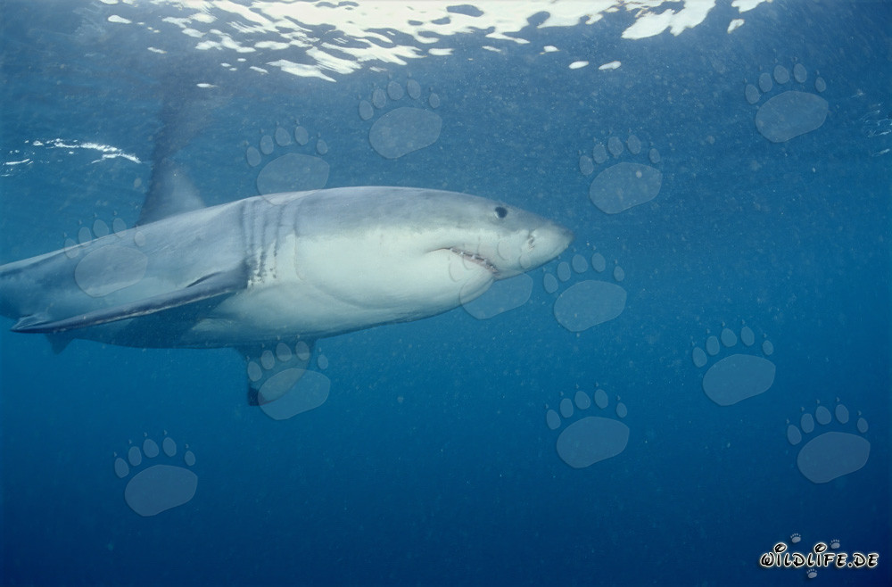 El gran tiburón blanco en la zona de las focas