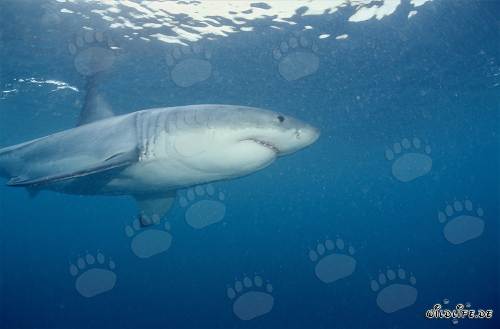 Der Große Weiße Hai in der Robbengegend