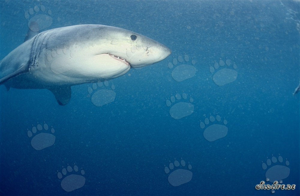 Grand requin blanc majestueux observant son environnement près de l'île Dyer