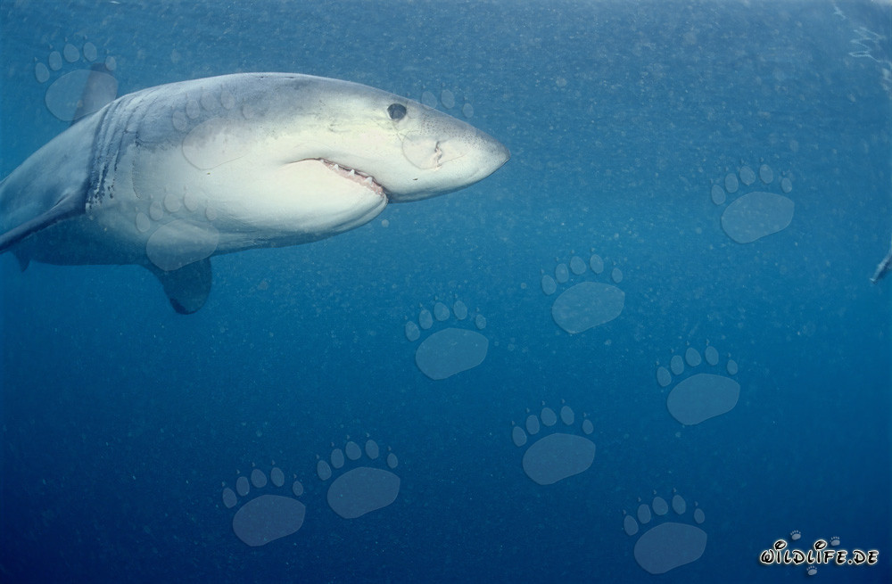 Majestic Great White Shark observing its surroundings near Dyer Island