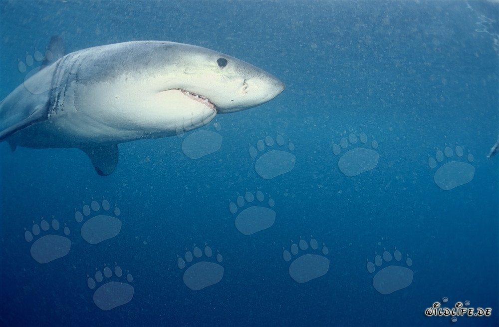 Maestoso squalo bianco osserva il suo ambiente di fronte a Dyer Island