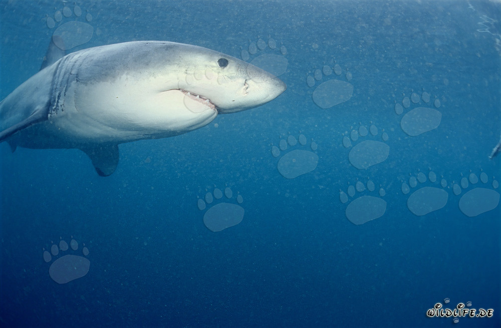 Majestuoso tiburón blanco observando su entorno frente a la isla Dyer