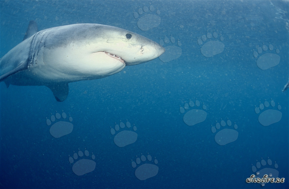 Majestätischer Weißer Hai beobachtet seine Umgebung vor Dyer Island
