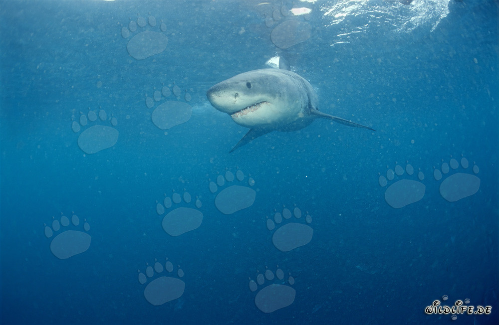 Giovane squalo bianco vicino a Gansbaai