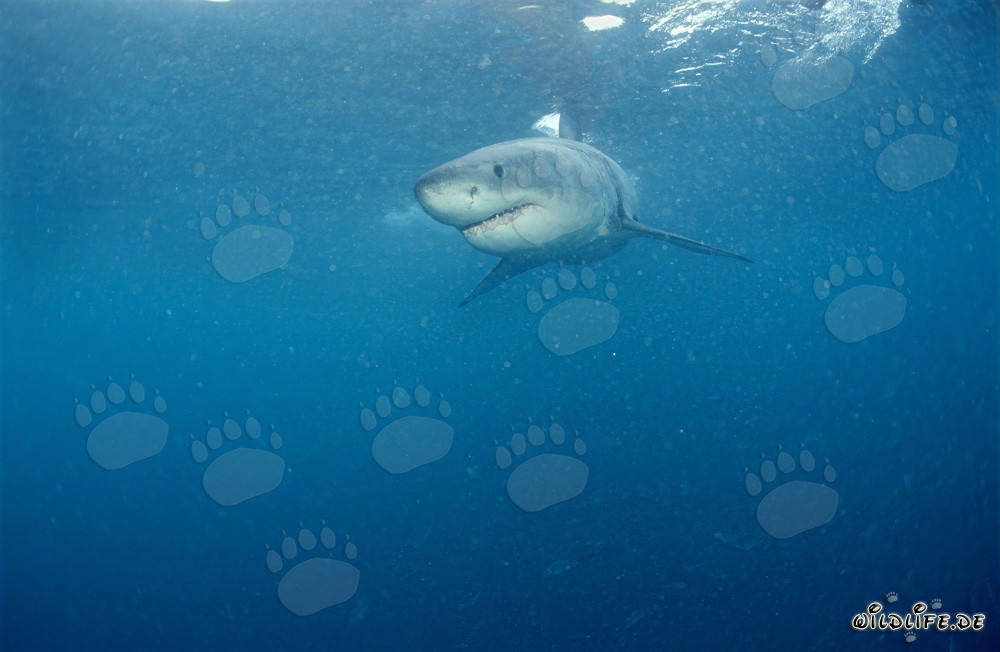 Jeune grand requin blanc près de Gansbaai