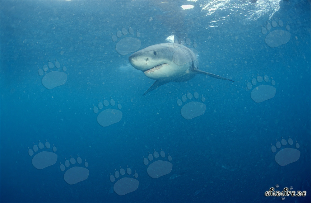 Joven tiburón blanco cerca de Gansbaai