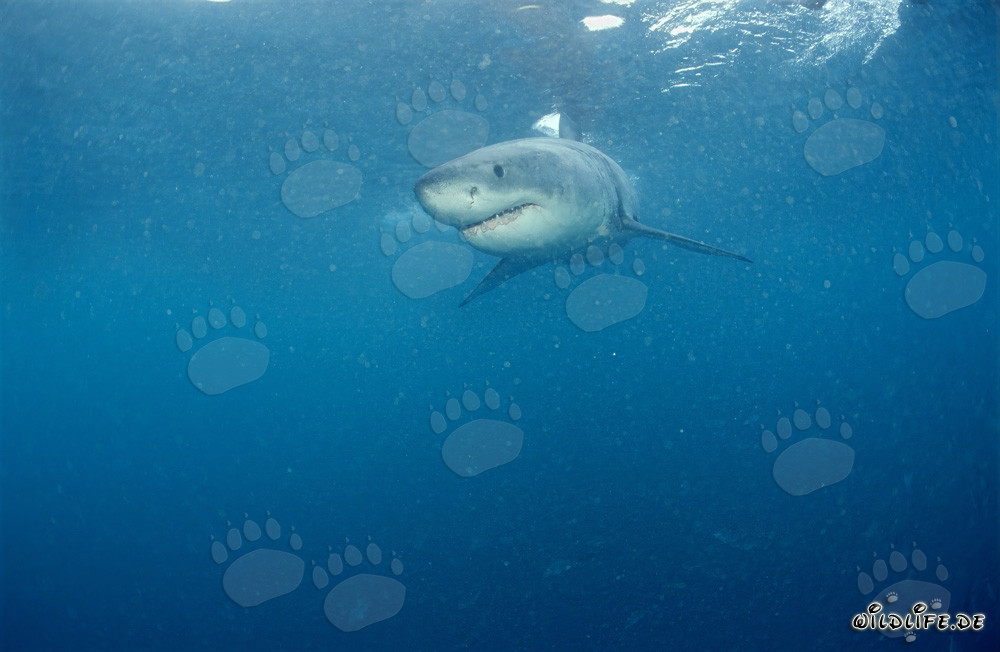 Young Great White Shark near Gansbaai