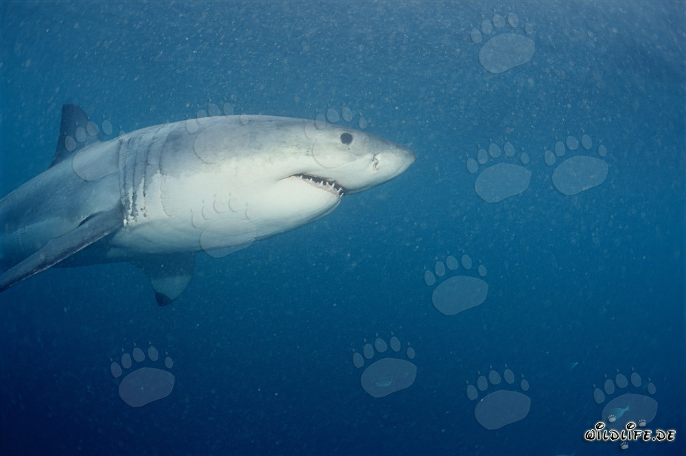 Grand requin blanc dans la zone des otaries près de Geyser Rock et de l'île Dyer
