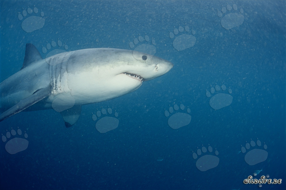 Grande squalo bianco nella zona delle foche di fronte a Geyser Rock e all'Isola Dyer