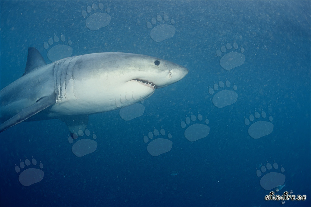 Gran tiburón blanco en la zona de las focas frente a Geyser Rock y la Isla Dyer