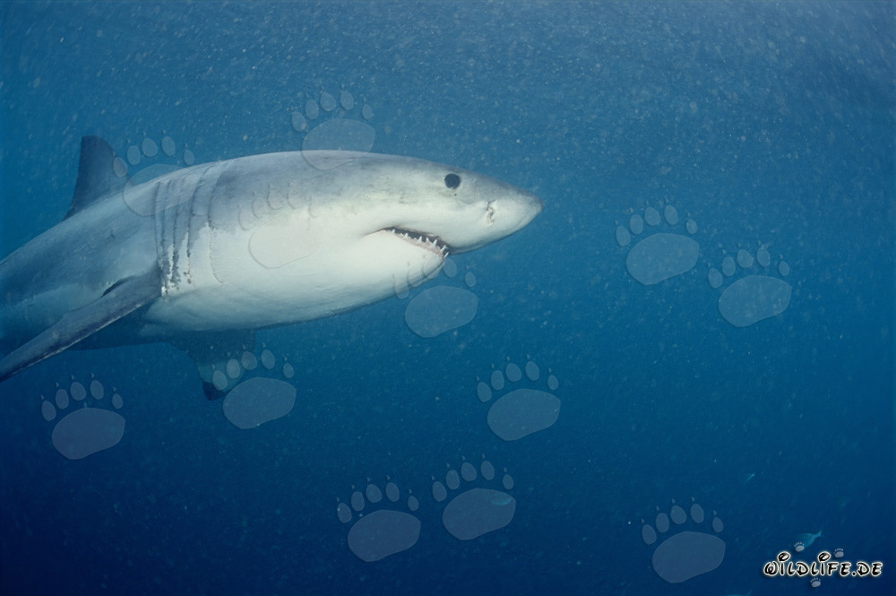 Großer Weißer Hai im Robbengebiet vor Geyser Rock und Dyer Island