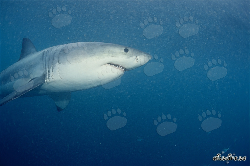 Great White Shark in the Seal Area near Geyser Rock and Dyer Island