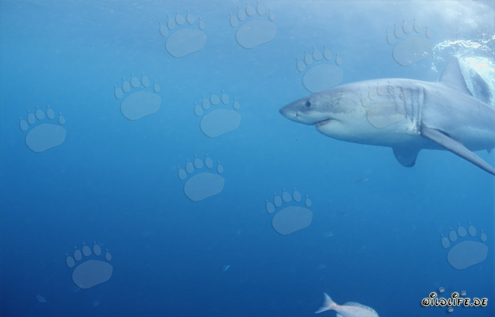 Powerful Great White Shark Hunting Seals off the Coast of Gansbaai