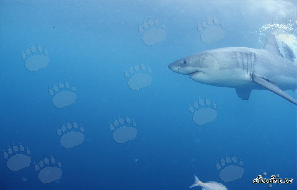 Puissant requin blanc chassant des phoques au large de Gansbaai