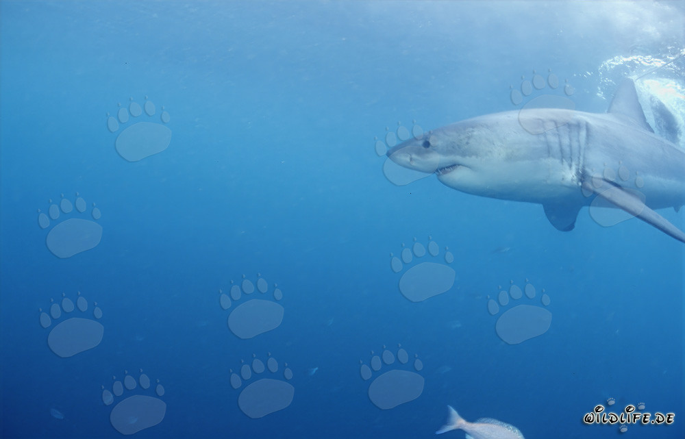 Potente squalo bianco in caccia di foche al largo di Gansbaai