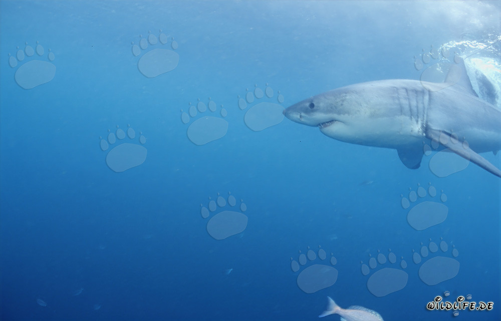Poderoso tiburón blanco cazando focas frente a la costa de Gansbaai
