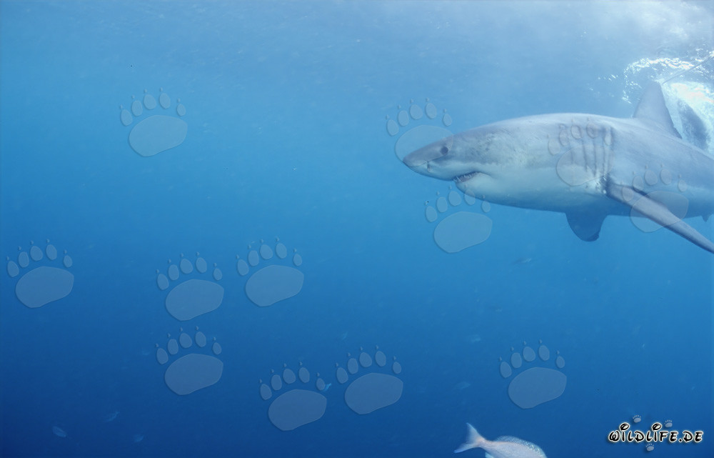 Kraftvoller Weißer Hai auf der Jagd nach Robben vor der Küste von Gansbaai