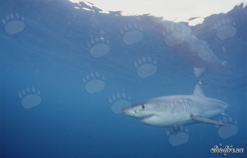 Gran tiburón blanco persigue focas en Sudáfrica