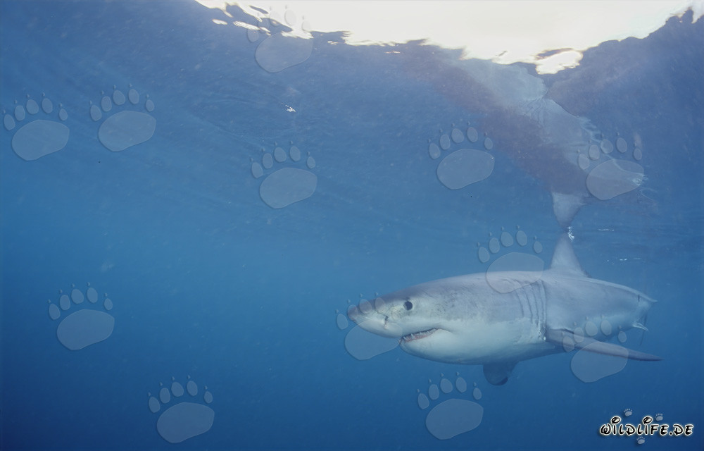Grand requin blanc chasse des phoques en Afrique du Sud