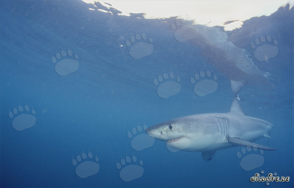 Grande squalo bianco insegue foche in Sudafrica