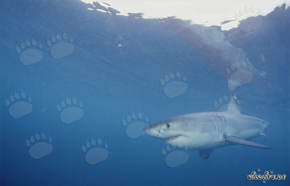 Great White Shark Hunting Seals in South Africa