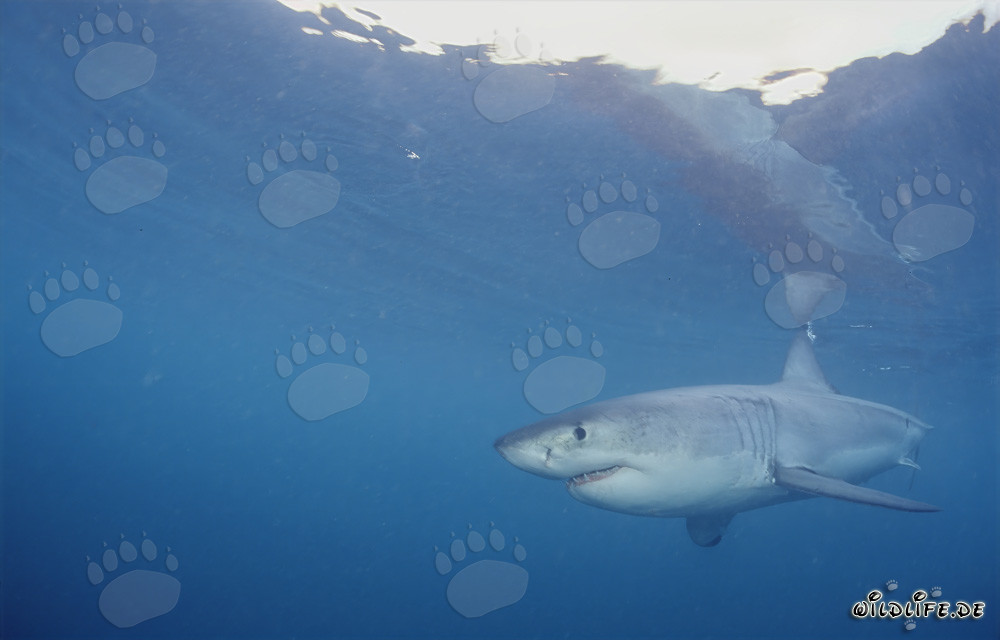 Großer weißer Hai jagt Robben in Südafrika