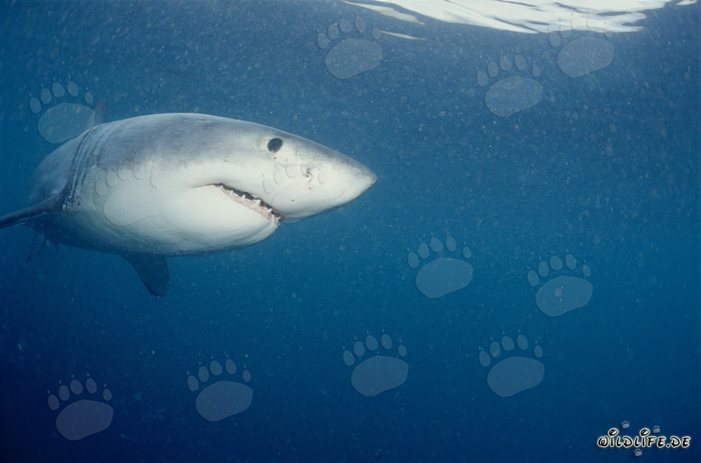 Giovane squalo bianco davanti all'isola di Dyer e al Gyser Rock in Sudafrica