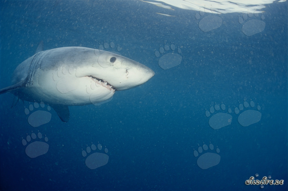Jeune grand requin blanc devant l'île de Dyer et le rocher Gyser en Afrique du Sud