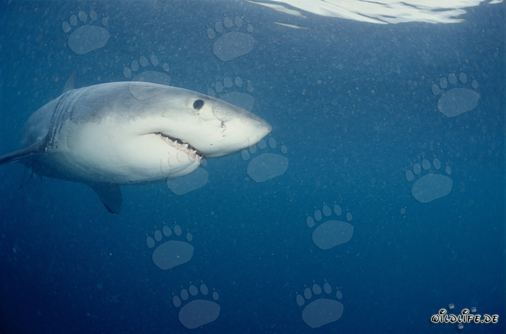 Joven tiburón blanco frente a la isla de Dyer y el Roca Gyser en Sudáfrica
