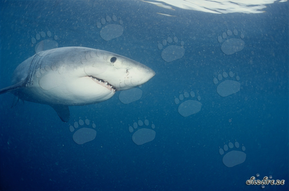 Young Great White Shark in front of Dyer Island and Gyser Rock in South Africa