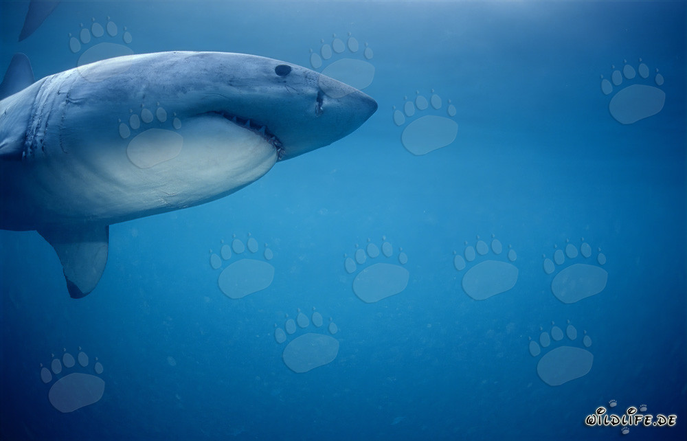 Gran tiburón blanco persigue focas del Cabo en Sudáfrica