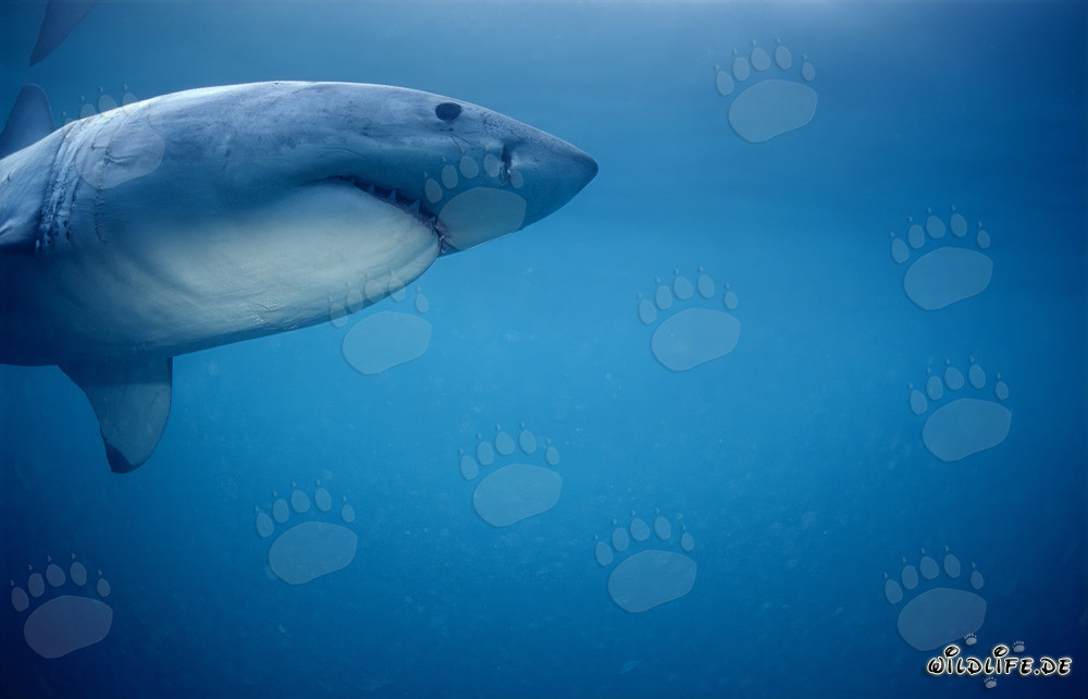 Grand requin blanc chasse les otaries du Cap en Afrique du Sud