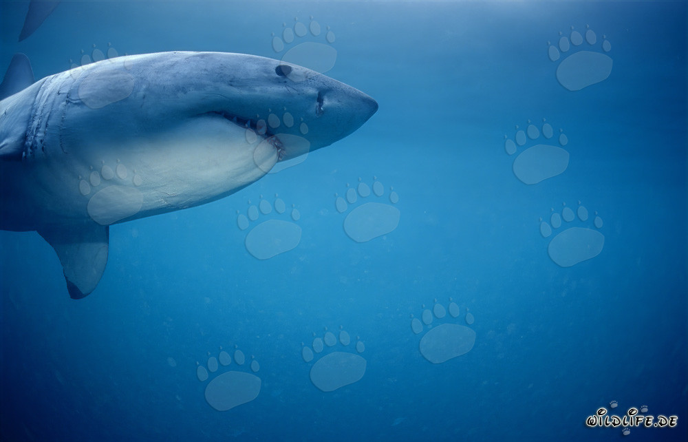 Grande squalo bianco insegue foche del Capo in Sudafrica