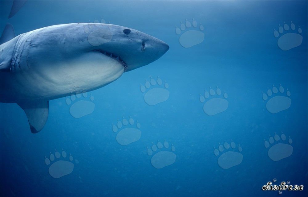 Great White Shark Hunting South African Fur Seals