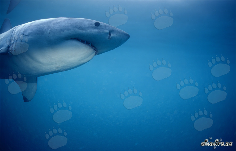 Großer Weißer Hai jagt Suedafrikanische Pelzrobben